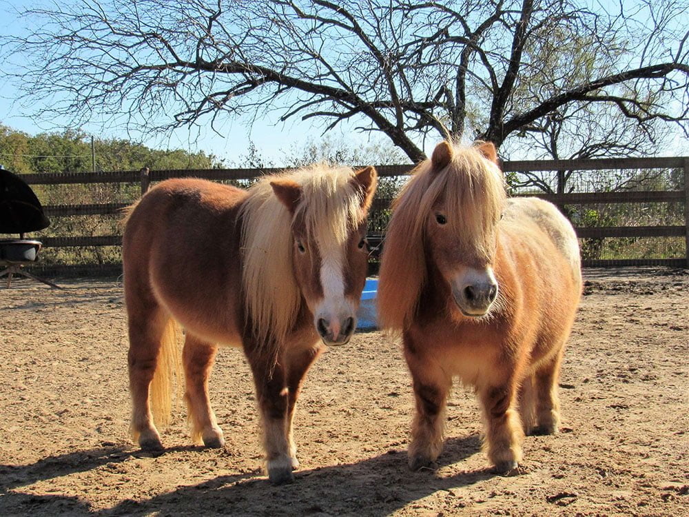 animal sanctuary near me