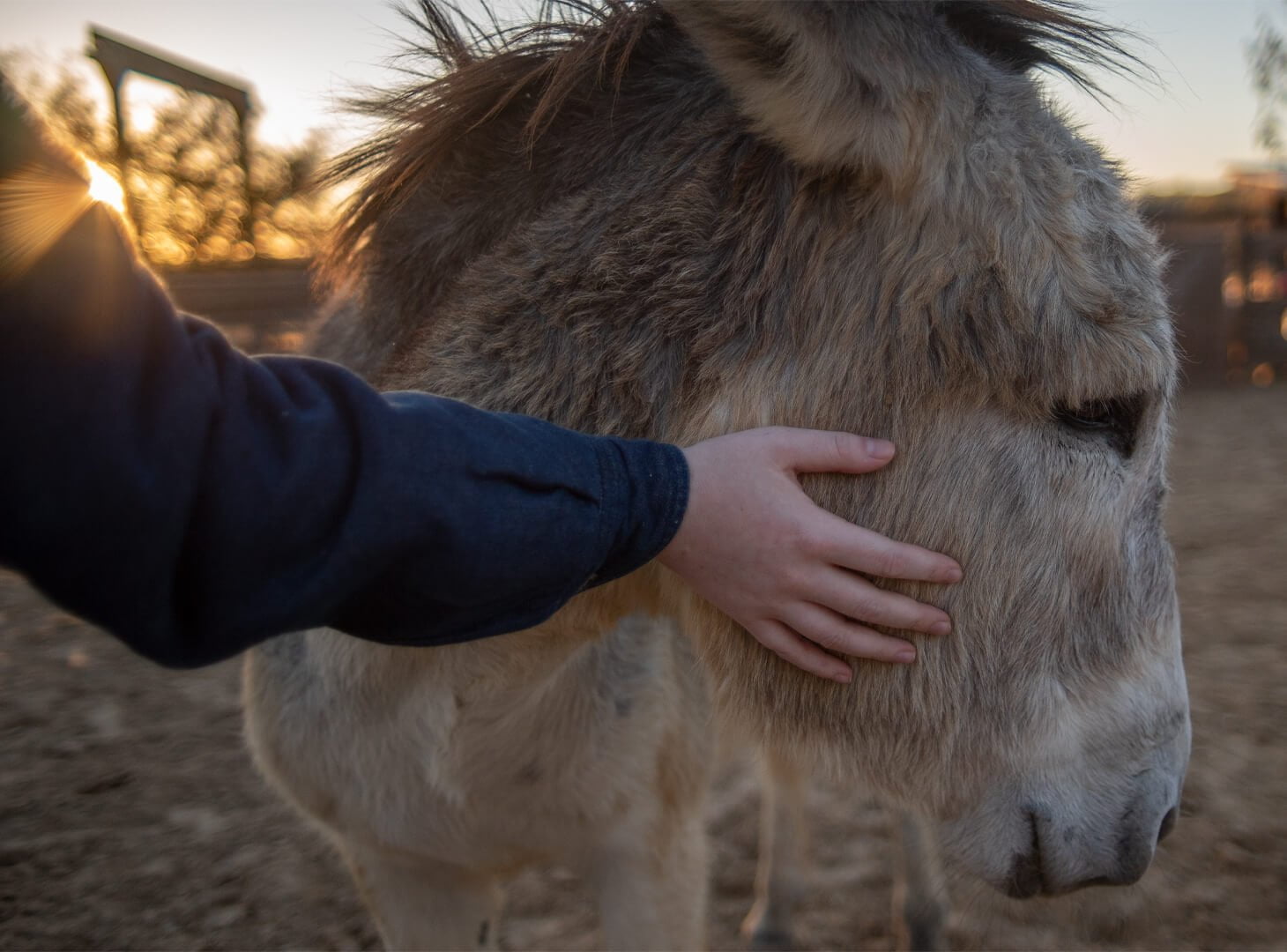 Pony Outdoors at Animal Sanctuary Ranch Hands Rescue