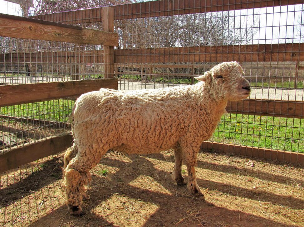 Farm Animal Sanctuary Near Me