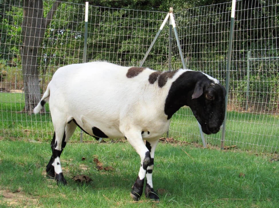 Goat sanctuaries hot sale near me