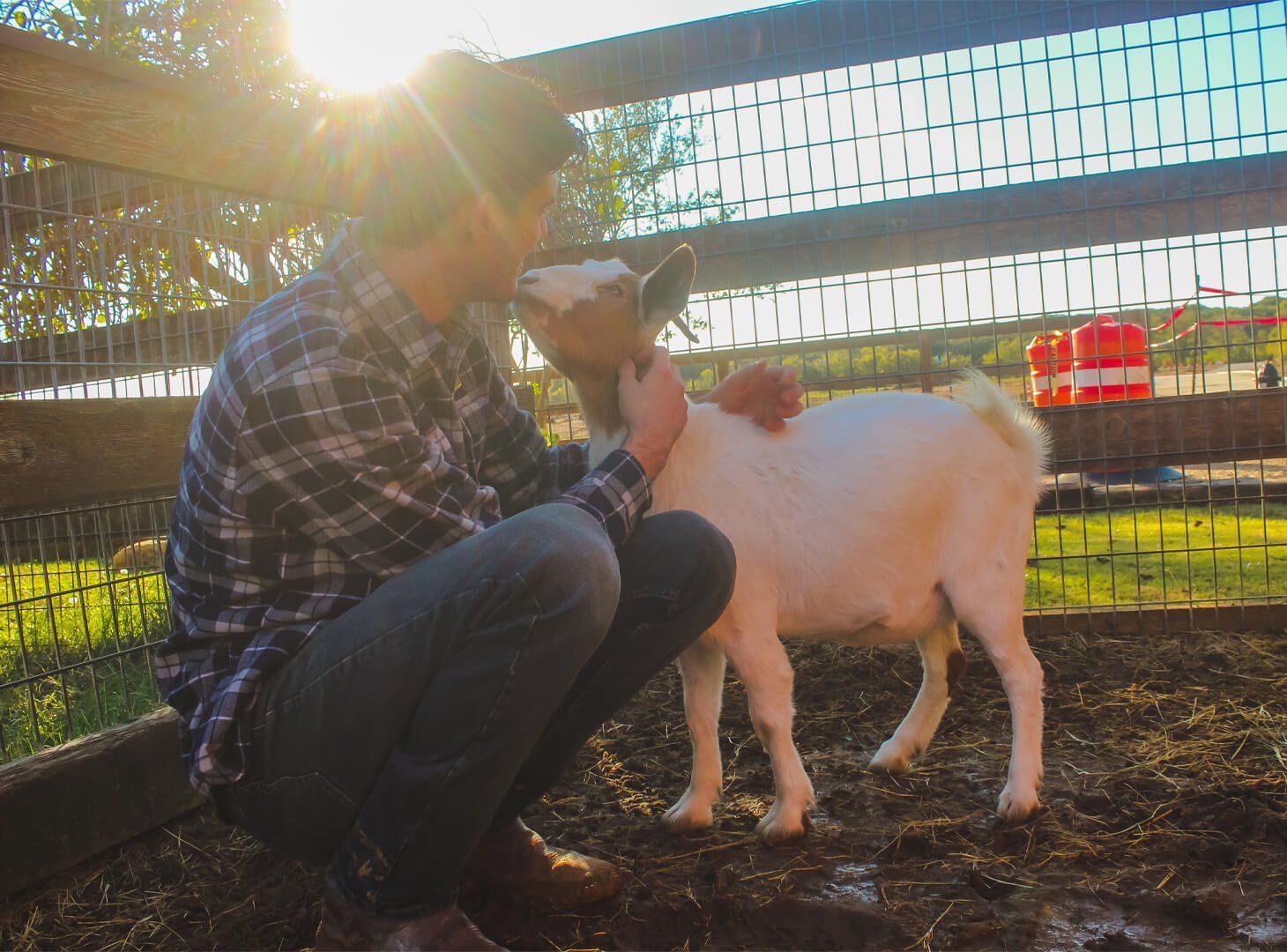 Goat performing Trauma Therapy at Counseling Center Ranch Hands Rescue